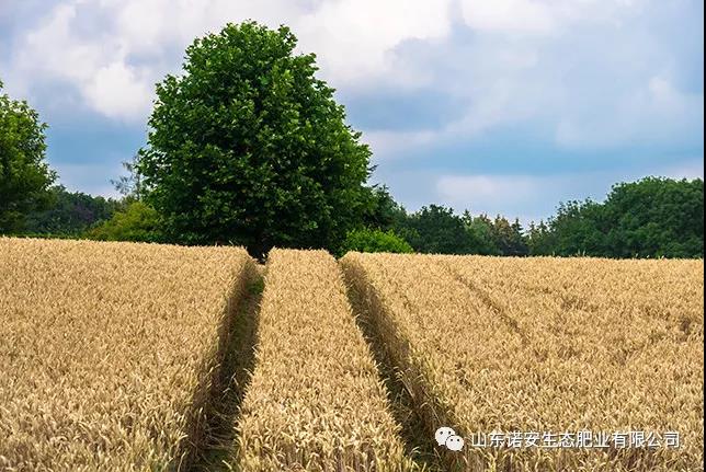 诺安小麦专用肥花开晋鲁冀大地-山东诺安生态肥业有限公司